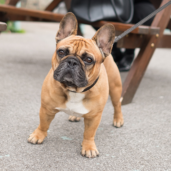 french bulldog